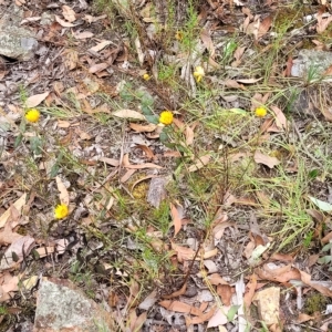 Xerochrysum viscosum at Molonglo Valley, ACT - 23 Feb 2023 10:48 AM