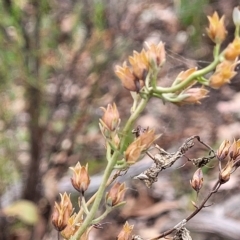 Veronica perfoliata (Digger's Speedwell) at Molonglo Valley, ACT - 22 Feb 2023 by trevorpreston