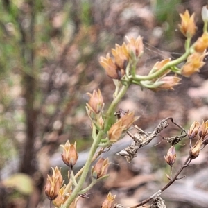 Veronica perfoliata at Molonglo Valley, ACT - 23 Feb 2023