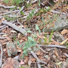 Veronica perfoliata at Molonglo Valley, ACT - 23 Feb 2023