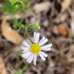 Brachyscome rigidula (Hairy Cut-leaf Daisy) at Aranda Bushland - 23 Feb 2023 by trevorpreston