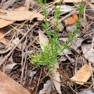 Brachyscome rigidula at Molonglo Valley, ACT - 23 Feb 2023 10:46 AM