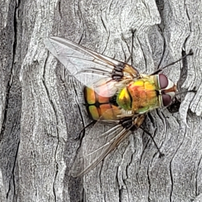 Rutilia (Chrysorutilia) formosa (A Bristle fly) at Molonglo Valley, ACT - 23 Feb 2023 by trevorpreston