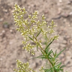 Cassinia quinquefaria (Rosemary Cassinia) at Molonglo Valley, ACT - 22 Feb 2023 by trevorpreston