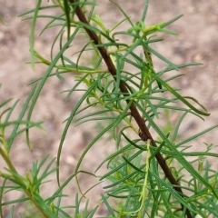 Cassinia quinquefaria at Molonglo Valley, ACT - 23 Feb 2023 10:41 AM