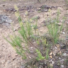 Cassinia quinquefaria at Molonglo Valley, ACT - 23 Feb 2023 10:41 AM