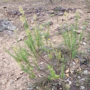 Cassinia quinquefaria at Molonglo Valley, ACT - 23 Feb 2023 10:41 AM