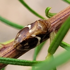 Bathyllus albicinctus (Spittlebug, Froghopper) at Molonglo Valley, ACT - 22 Feb 2023 by trevorpreston