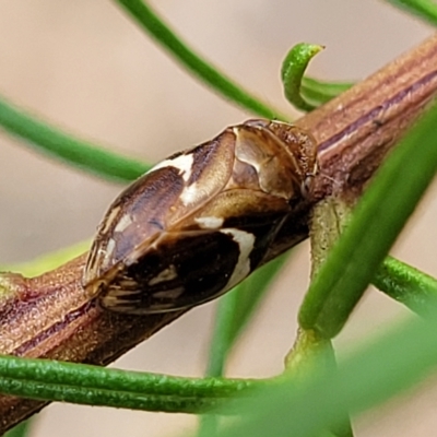 Bathyllus albicinctus (Spittlebug, Froghopper) at Aranda Bushland - 22 Feb 2023 by trevorpreston