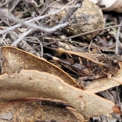 Oedaleus australis (Australian Oedaleus) at Molonglo Valley, ACT - 22 Feb 2023 by trevorpreston