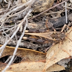 Oedaleus australis at Molonglo Valley, ACT - 23 Feb 2023