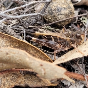 Oedaleus australis at Molonglo Valley, ACT - 23 Feb 2023
