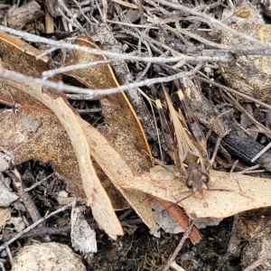 Oedaleus australis at Molonglo Valley, ACT - 23 Feb 2023 10:36 AM