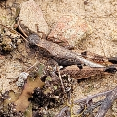 Phaulacridium vittatum (Wingless Grasshopper) at Aranda Bushland - 22 Feb 2023 by trevorpreston