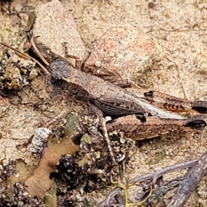 Phaulacridium vittatum at Molonglo Valley, ACT - 23 Feb 2023 10:35 AM