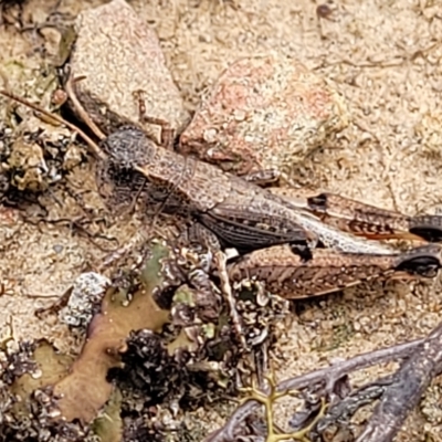 Phaulacridium vittatum (Wingless Grasshopper) at Molonglo Valley, ACT - 23 Feb 2023 by trevorpreston