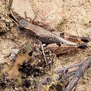 Phaulacridium vittatum at Molonglo Valley, ACT - 23 Feb 2023 10:35 AM