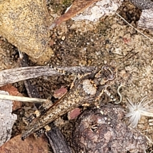 Pycnostictus seriatus at Molonglo Valley, ACT - 23 Feb 2023