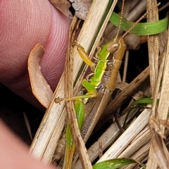 Bermius brachycerus (A grasshopper) at Molonglo Valley, ACT - 22 Feb 2023 by trevorpreston