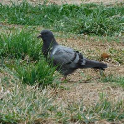 Columba livia (Rock Dove (Feral Pigeon)) at Symonston, ACT - 22 Feb 2023 by CallumBraeRuralProperty
