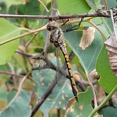 Hemicordulia tau (Tau Emerald) at Aranda Bushland - 22 Feb 2023 by trevorpreston