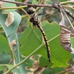 Hemicordulia tau at Molonglo Valley, ACT - 23 Feb 2023