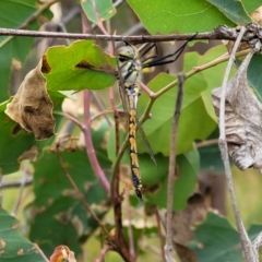 Hemicordulia tau at Molonglo Valley, ACT - 23 Feb 2023