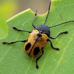 Cadmus (Cadmus) litigiosus at Molonglo Valley, ACT - 23 Feb 2023