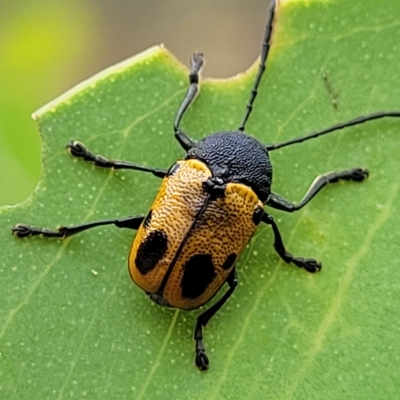 Cadmus (Cadmus) litigiosus (Leaf beetle) at Aranda Bushland - 22 Feb 2023 by trevorpreston