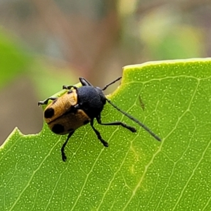 Cadmus (Cadmus) litigiosus at Molonglo Valley, ACT - 23 Feb 2023