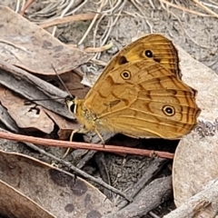 Heteronympha paradelpha (Spotted Brown) at Molonglo Valley, ACT - 22 Feb 2023 by trevorpreston