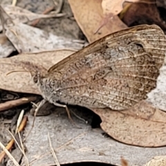 Geitoneura klugii (Marbled Xenica) at Aranda Bushland - 22 Feb 2023 by trevorpreston