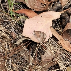 Geitoneura klugii at Molonglo Valley, ACT - 23 Feb 2023