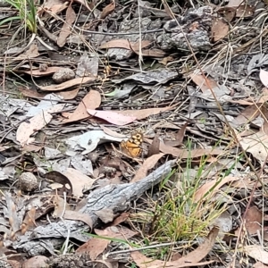 Geitoneura klugii at Molonglo Valley, ACT - 23 Feb 2023 10:17 AM