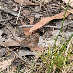 Geitoneura klugii at Molonglo Valley, ACT - 23 Feb 2023