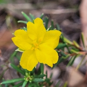 Hibbertia calycina at Molonglo Valley, ACT - 23 Feb 2023