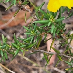 Hibbertia calycina at Molonglo Valley, ACT - 23 Feb 2023