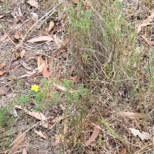 Hibbertia calycina at Molonglo Valley, ACT - 23 Feb 2023