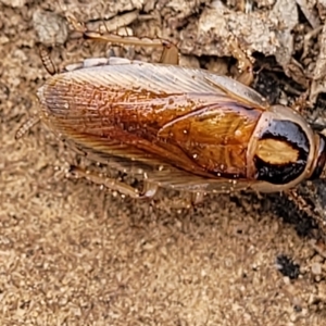 Johnrehnia australiae at Molonglo Valley, ACT - 23 Feb 2023