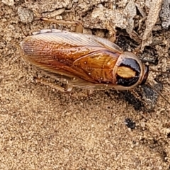 Johnrehnia australiae at Molonglo Valley, ACT - 23 Feb 2023