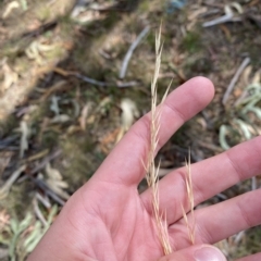 Austrostipa bigeniculata at Undefined Area - 4 Feb 2023 10:29 AM