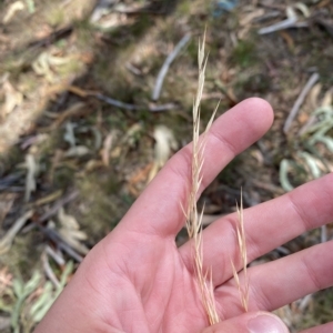 Austrostipa bigeniculata at Undefined Area - 4 Feb 2023 10:29 AM