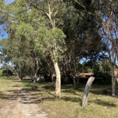 Eucalyptus mannifera (Brittle Gum) at Garran, ACT - 3 Feb 2023 by Tapirlord