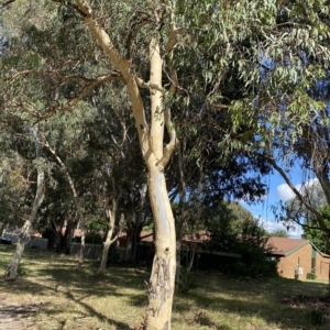 Eucalyptus mannifera at Garran, ACT - 4 Feb 2023