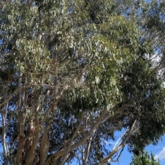 Eucalyptus globulus subsp. bicostata (Southern Blue Gum, Eurabbie) at Garran, ACT - 4 Feb 2023 by Tapirlord