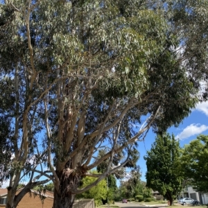 Eucalyptus globulus subsp. bicostata at Garran, ACT - 4 Feb 2023