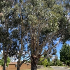 Eucalyptus globulus subsp. bicostata at Garran, ACT - 4 Feb 2023