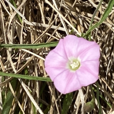 Convolvulus angustissimus subsp. angustissimus (Australian Bindweed) at Garran, ACT - 4 Feb 2023 by Tapirlord