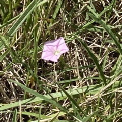 Convolvulus angustissimus subsp. angustissimus at Garran, ACT - 4 Feb 2023 10:29 AM