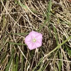 Convolvulus angustissimus subsp. angustissimus at Garran, ACT - 4 Feb 2023 10:29 AM